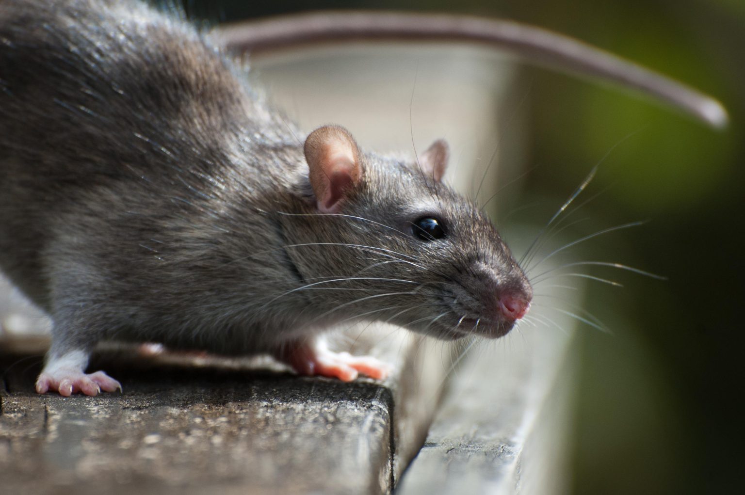 Murió mujer por hantavirus