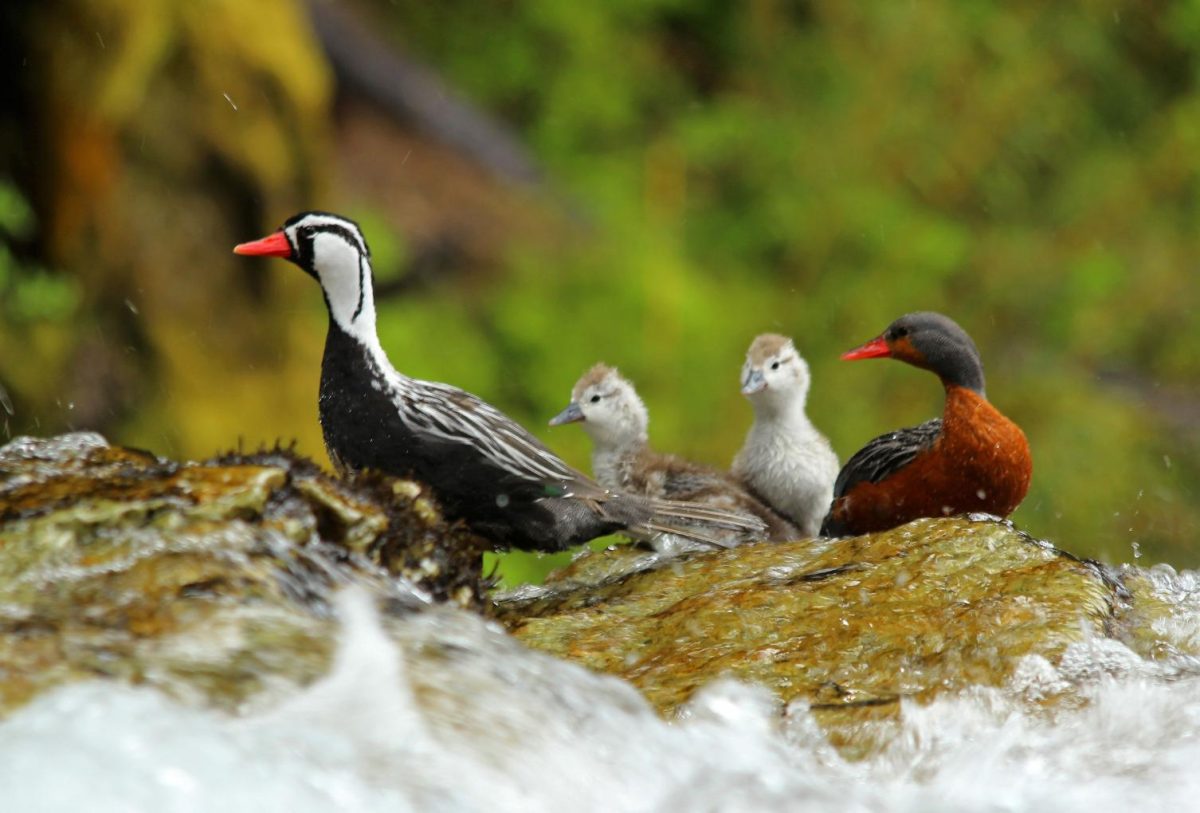 El Pato de los Torrentes