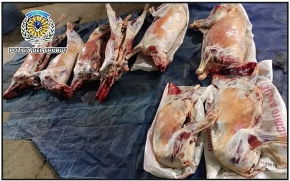 Interceptaron camioneta con carne ovina