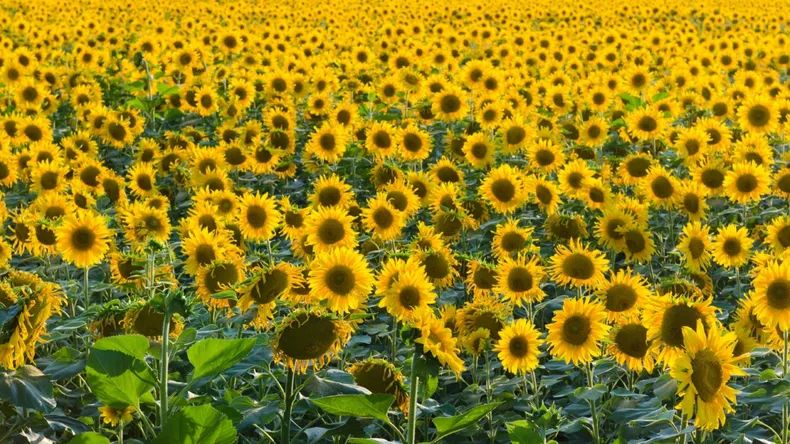 Cosecha de Girasol