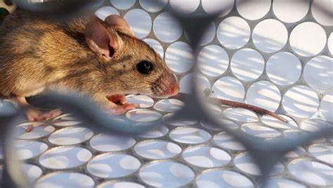 Chubut por Hantavirus