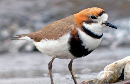 Jornada Día Aves Migratorias
