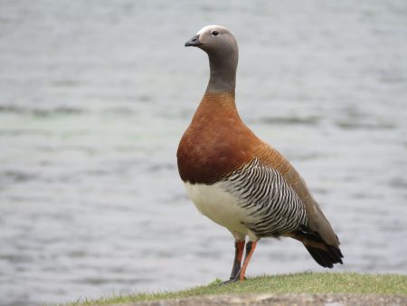 Jornada Día Aves Migratorias