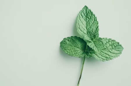 Planta medicinal vesícula