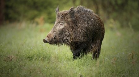 Comarca Andina - Recomiendan análisis de laboratorio tras faena de cerdos y jabalíes