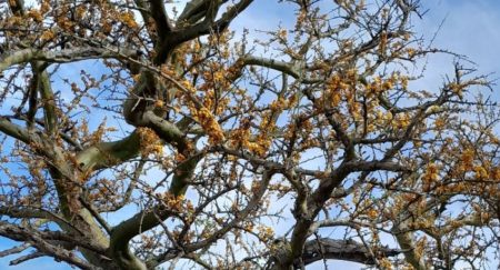 El árbol que nace en Argentina y es considerado el más fuerte del mundo