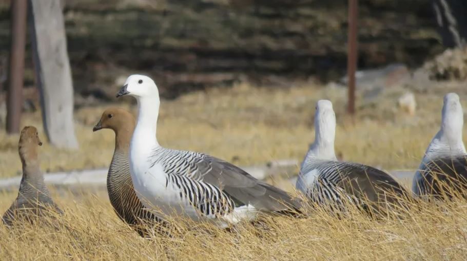 aves - El cauquén, un ave migratoria que se encuentra amenazada y recorre hasta 4000 kilómetros al año