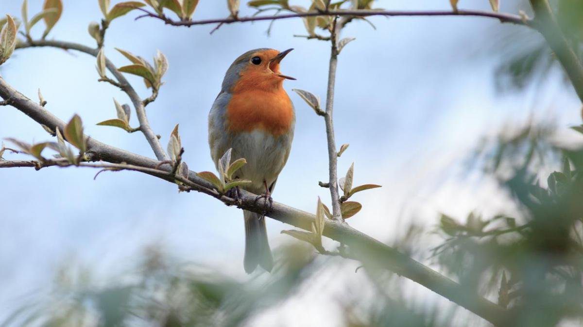 Estudio revela que el canto de las aves es un aliado inesperado para la salud mental