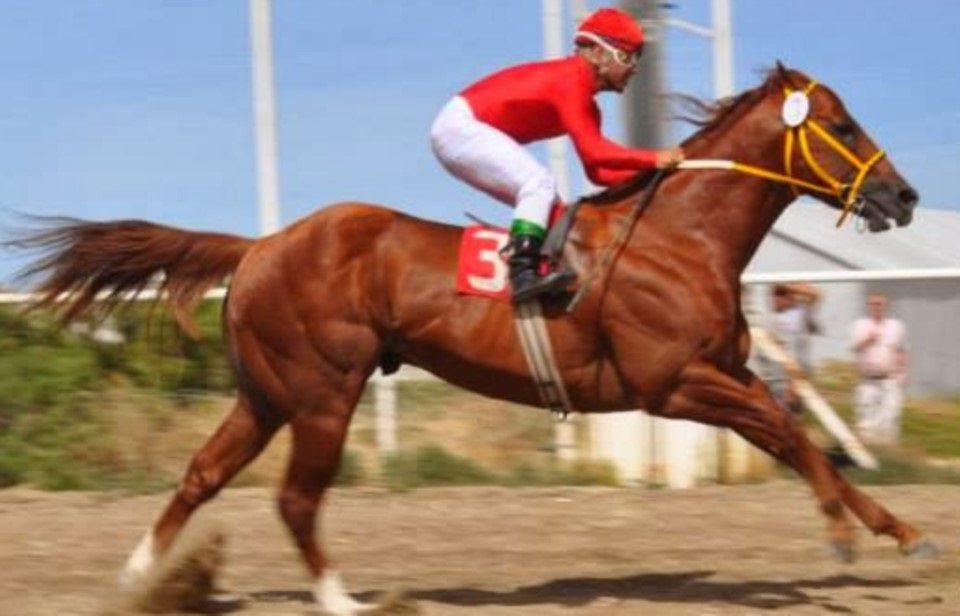 control antidoping en carreras de caballos