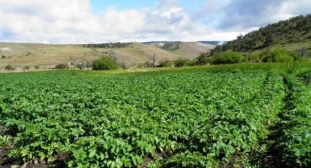 Patagonia se prepara para los cambios que vienen en la normativa orgánica de SENASA