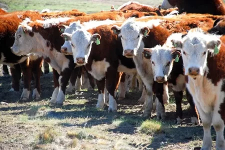 Productores patagónicos