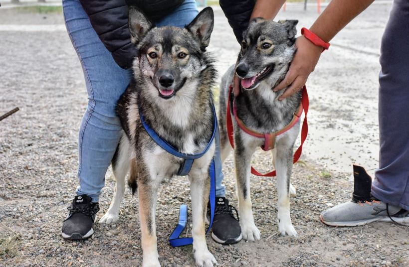 Trelew avanza en un Registro de Hogares de tránsito para animales judicializados