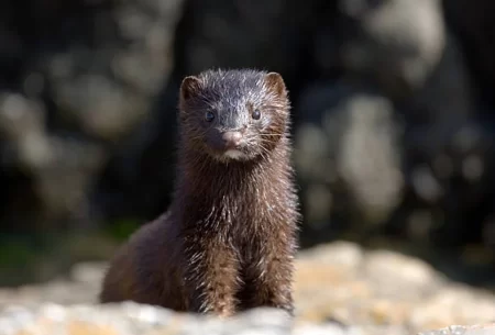 Bariloche Enfrenta una Nueva Plaga: Visones Invasores
