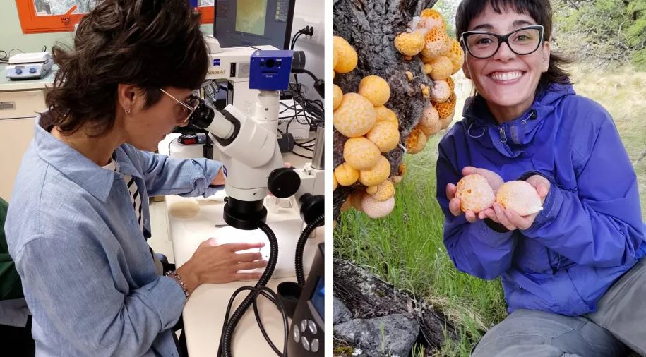 Yamila Arias, la científica de Esquel que con el hongo Llao Llao puede potenciar el mercado de las trufas