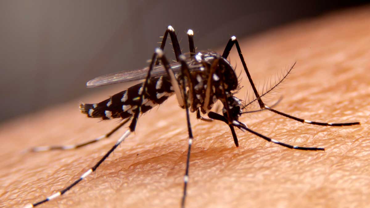 Santa Fe casos dengue