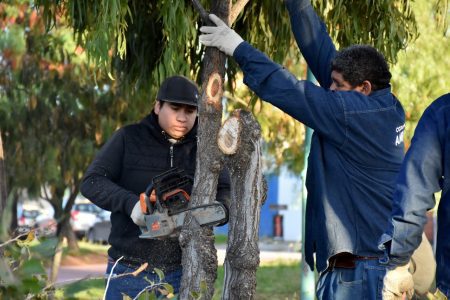 Trelew poda arbolado urbano