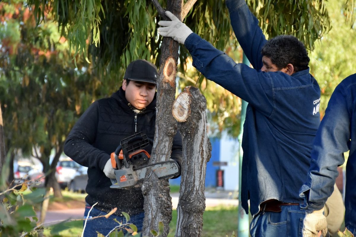 Trelew poda arbolado urbano