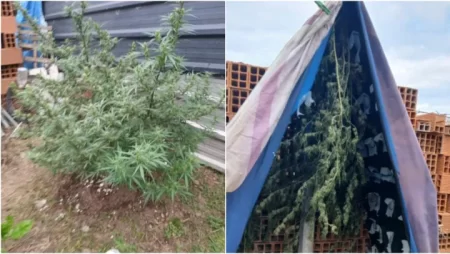 Plantas de marihuana