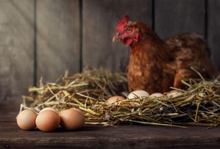 gallina-huevos-ciencia