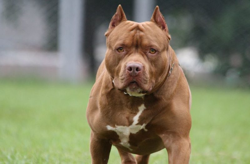 pitbull