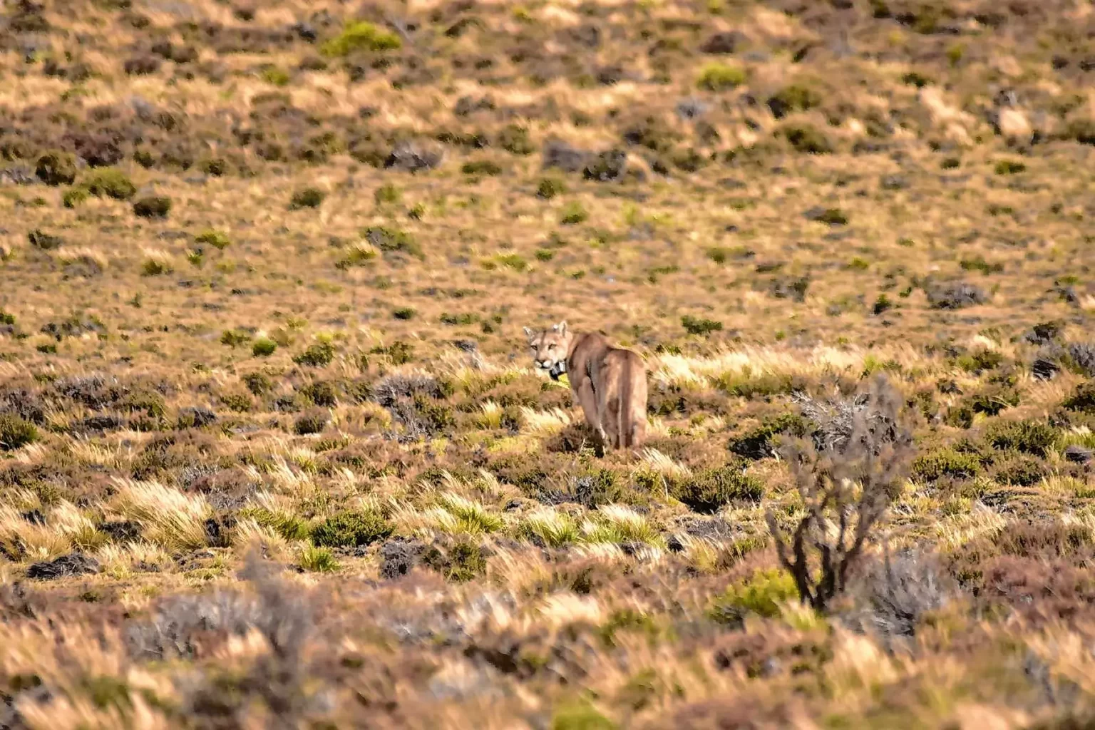 Koi la puma Patagonia