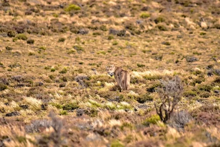 Koi la puma Patagonia