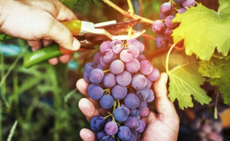 Retenciones exportación productos vitivinicultura