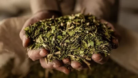 Cosecha de yerba mate cayó