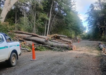 Árbol caído interrumpe el tránsito en la Ruta 71, a la altura de Bahía Catemú