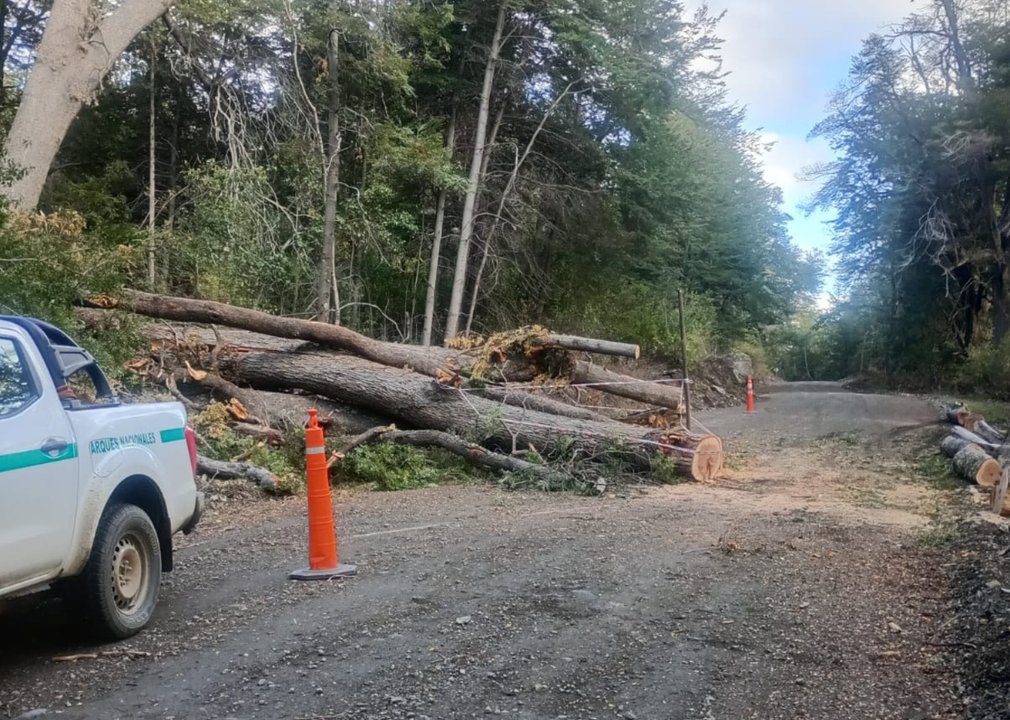 Árbol caído interrumpe el tránsito en la Ruta 71, a la altura de Bahía Catemú
