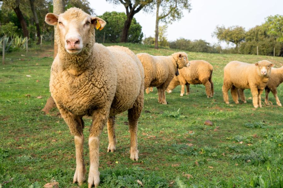 Empresas patagónicas del agro con temor por una medida del Gobierno