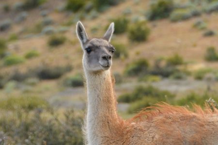 guanaco