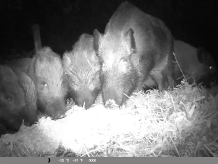 Preocupación por la presencia de jabalíes en barrios de Bariloche