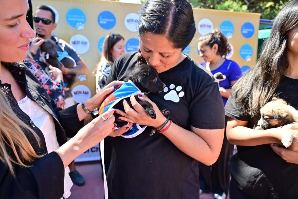 Campaña de adopción