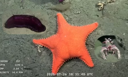 El Conicet explora el fondo marino