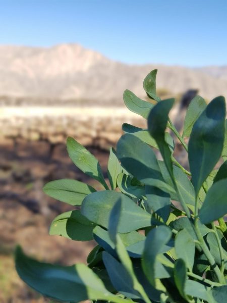 Caña con ruda, el ritual favorito de cada agosto