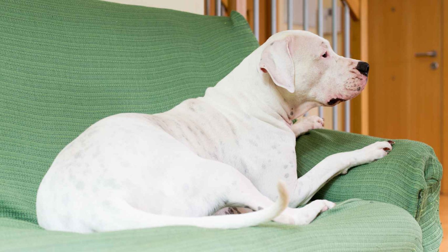 Ataque de perro dogo argentino