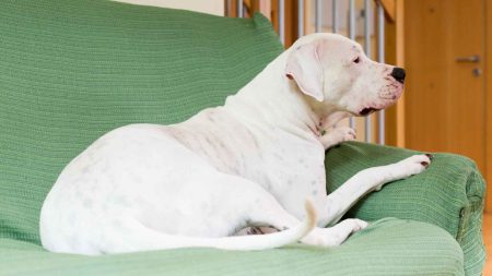Ataque de perro dogo argentino