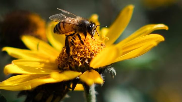 veneno de abejas