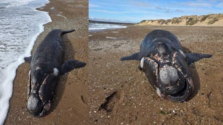 Hallan ballenato muerto en Playa Kaiser