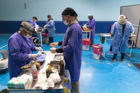 campaña de esterilización y vacunación