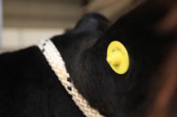 La caravana electrónica por animal será obligatoria para en la ganadería argentina
