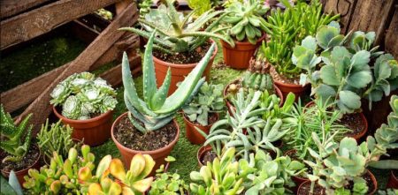 El impacto emocional de tener plantas en casa: más que un detalle decorativo