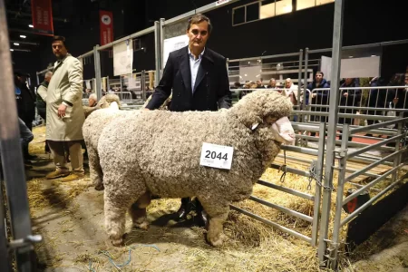 Merino en Palermo