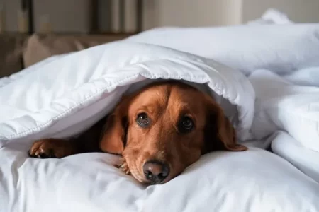 Dejar a los perros afuera en invierno