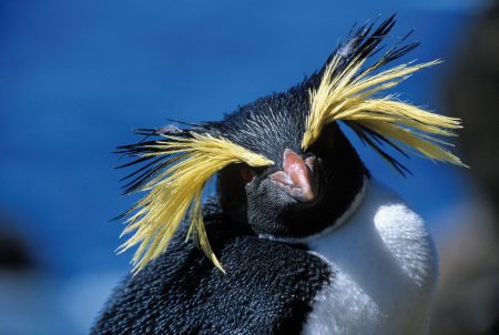 Descubren una especie de pingüino nunca vista en la costa argentina: histórico hallazgo en Las Grutas