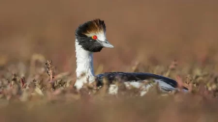 Macá Tobiano criados en cautiverio