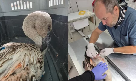 Sociedad indignada por los flamencos apedreados en la laguna Chiquichano