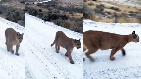 encuentro con pumas en Ruta 12