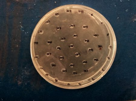 Bacterias resistentes en aves